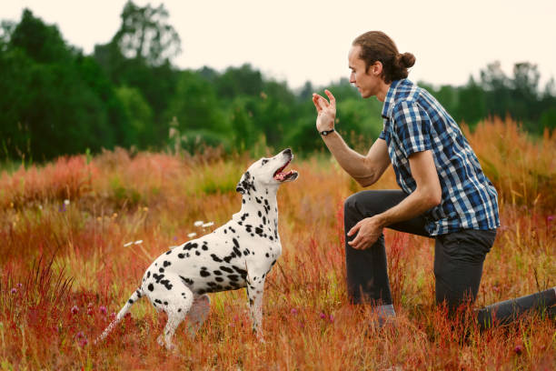 Owner with dog on field Side view of man training Dalmatian dog in grass on meadow. sports training stock pictures, royalty-free photos & images