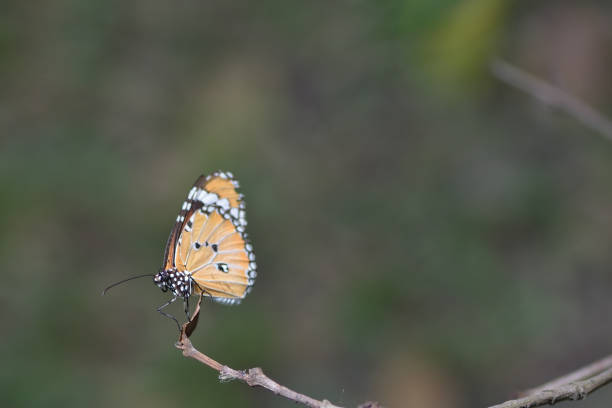 istock a butterfly perched on the beautiful flower 854972072
