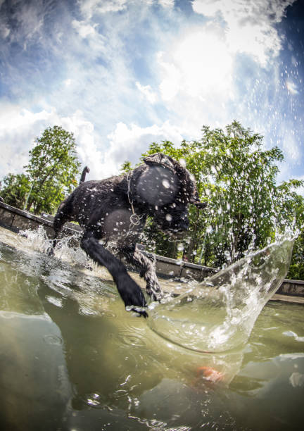 Black dog is jumping in the water during hot summer day.