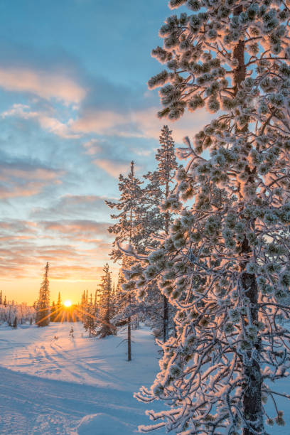 サーリセルカ、ラップランド、フィンランドの冬の日没、冷凍の木に雪の風景 - winter landscape sun snow ストックフォトと画像