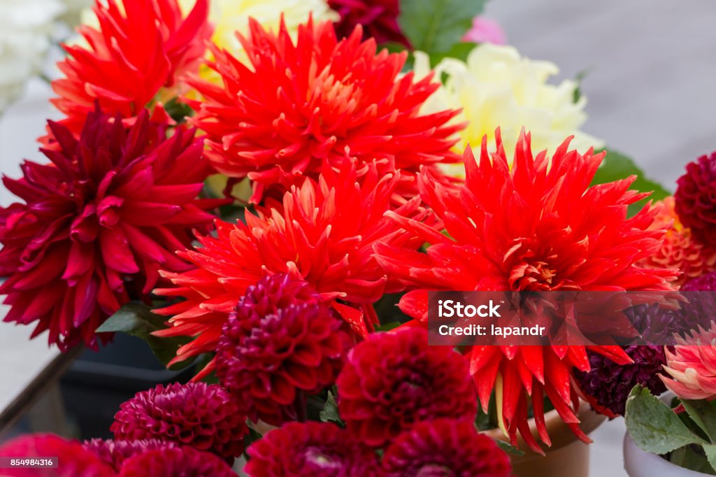 Foto de Buquês De Dálias Vermelhas Em Um Mercado De Rua Venda De Flores e  mais fotos de stock de Beleza - iStock