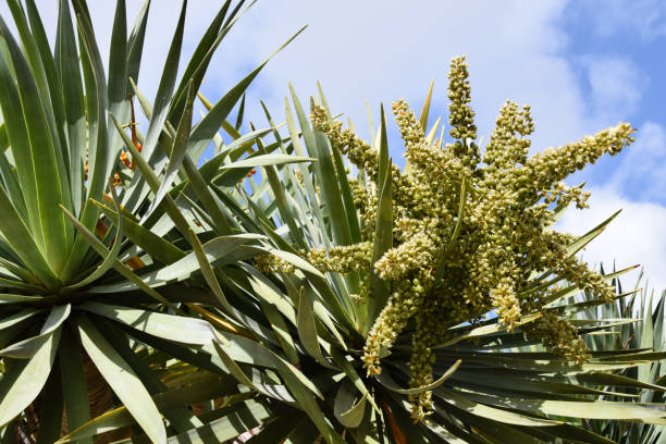 istock Low angle view of a Dragon Tree and fruit, Dragoeiro from Porto Santo, Madeira also found in Cape Verde 854987740