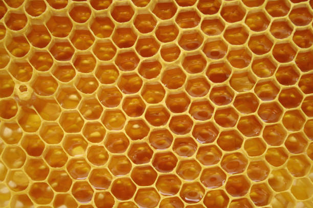 istock Honeycomb full of honey 854987940