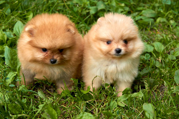 istock Orange Pomeranian Spitz puppies are sitting on green grass 854989498