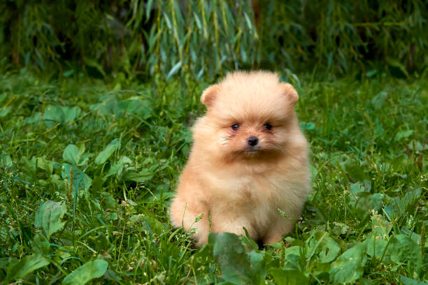 Orange Pomeranian Spitz puppy is sitting on green grass
