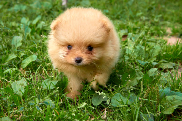 istock Curious orange Pomeranian Spitz puppy on green grass background goes to camera 854989518