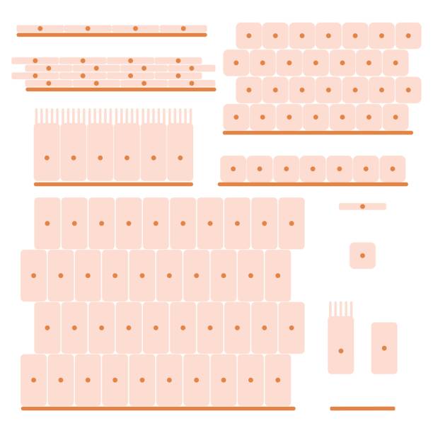 epithelial tissue set Different types of epithelial tissue collection. Stock vector illustration of human body cells forming organs. Medicine and biology collection cuboidal epithelium stock illustrations