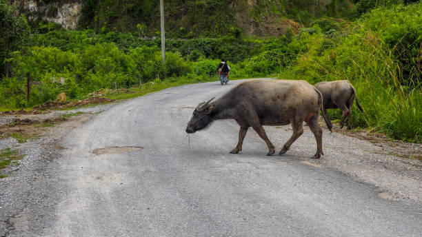 istock Buffalo is crossing the road. 855002258