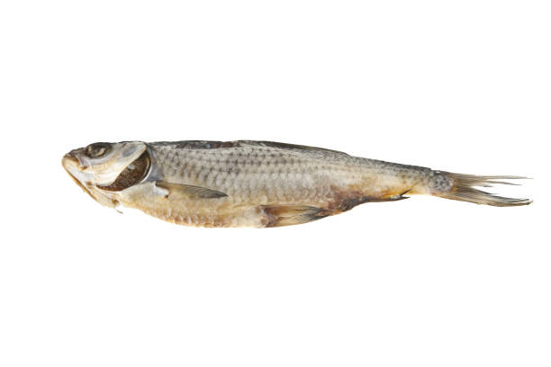 istock fish for beer isolated on white background 855003332
