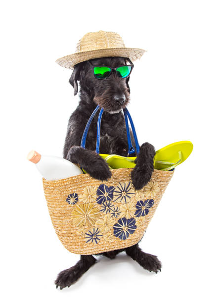 Funny summer black dog with summer accessories Funny summer black dog with summer accessories. Funny summer concept. dog swimsuit stock pictures, royalty-free photos & images
