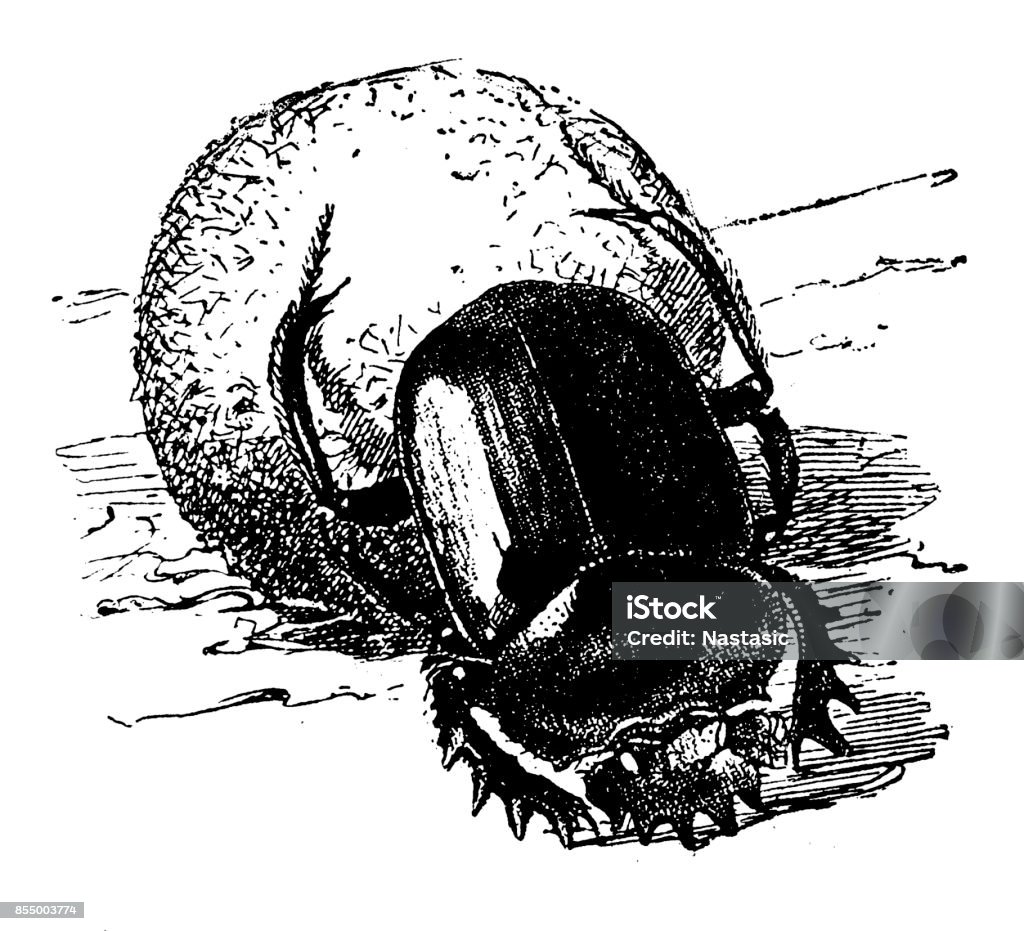 Scarabaeus sacer Illustration of a Scarabaeus sacer Scarab Beetle stock illustration