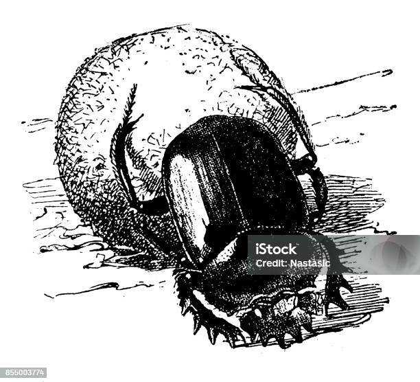 Scarabaeus Sacer Stock Illustration - Download Image Now - Scarab Beetle, Beetle, Old-fashioned