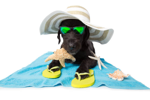Funny summer black dog with summer accessories Funny summer black dog with summer accessories. Funny summer concept. dog swimsuit stock pictures, royalty-free photos & images