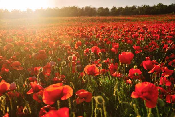 istock Blooming field of red poppies 855007970