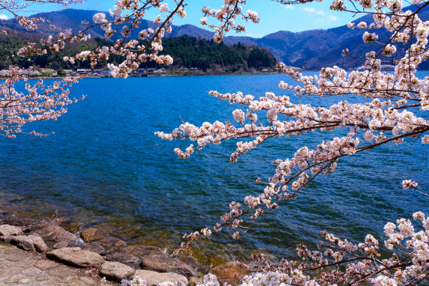 istock Lake Biwa and cherry blossoms 855014310