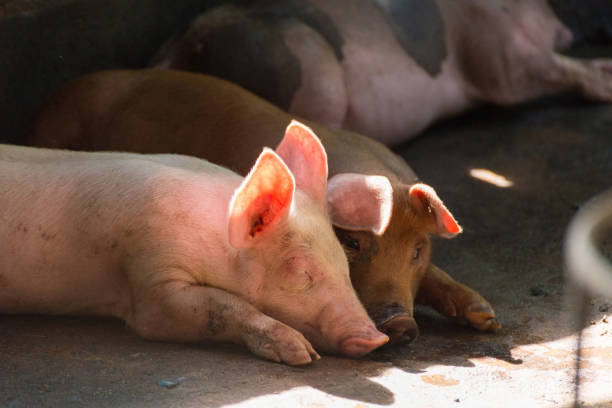 istock Group of pig sleeping eating in the farm. 855014564