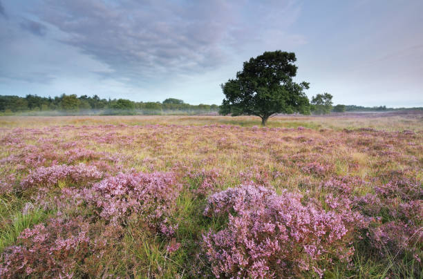 istock beautiful flowering heather on marsh in summer 855022496
