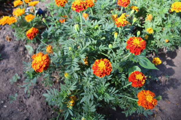 istock Flowers blossomed The marigolds 855022958