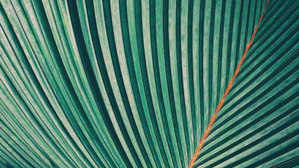 istock Striped of palm leaf 855026342
