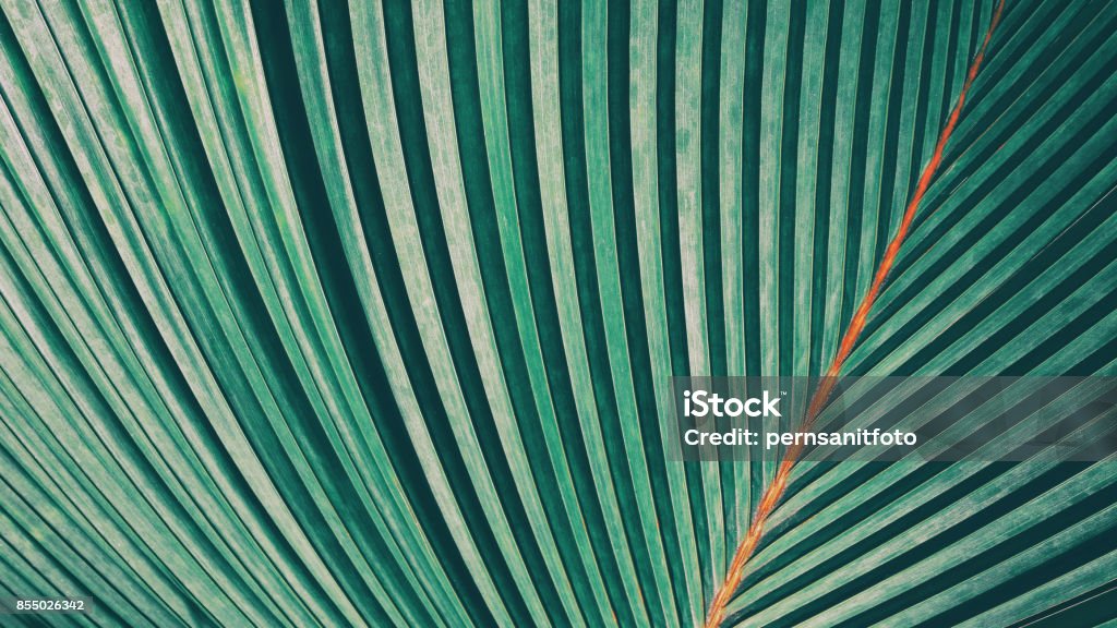 Striped of palm leaf Striped of palm leaf, Abstract green texture background, Vintage tone Abstract Stock Photo
