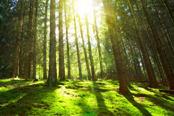 istock Sun shines through the trees in the pine forest 855026558