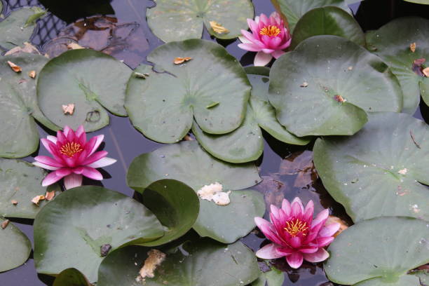 istock Swamp lily in a beautiful pond 855026620