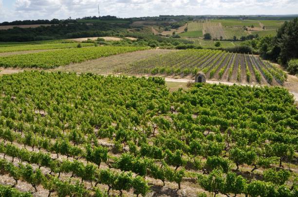 istock Vineyard in France 855027896