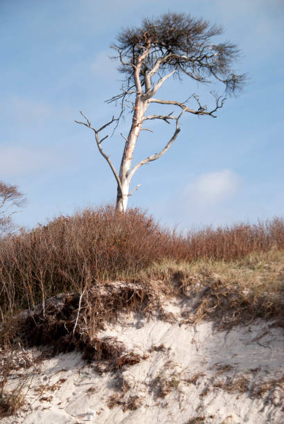 istock Beach of Darss - Weststrand 855028042