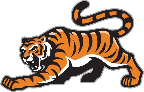 Tiger Mascot Stock Illustration - Download Image Now - Tiger, Mascot,  Vector - iStock