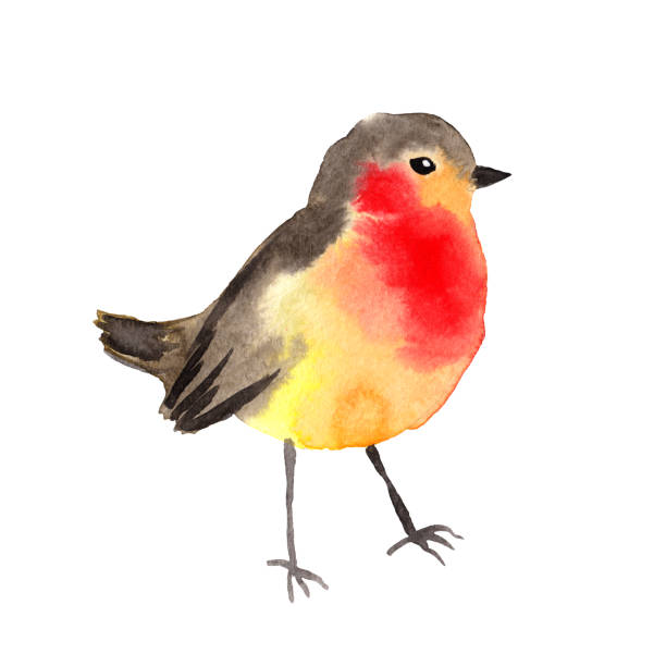 ilustrações, clipart, desenhos animados e ícones de aquarela pássaro - robin. ilustração de cor de água colorida. isolado no fundo branco. - craster