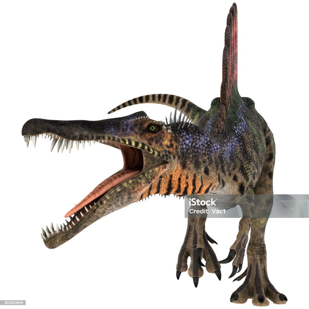 3D rendering dinosaur Spinosaurus on white 3D digital render of a Cretaceous dinosaur Spinosaurus or spiny lizard isolated on white background Spinosaurus Stock Photo