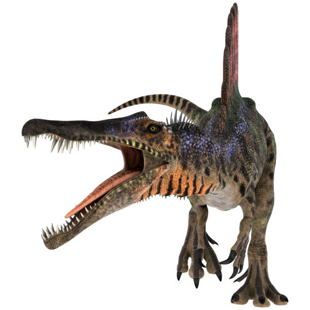 3D rendering dinosaur Spinosaurus on white 3D digital render of a Cretaceous dinosaur Spinosaurus or spiny lizard isolated on white background spinosaurus stock pictures, royalty-free photos & images
