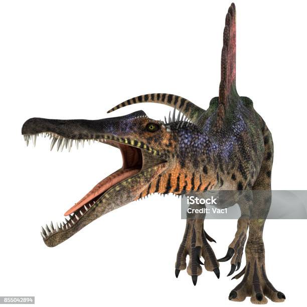 3d Rendering Dinosaur Spinosaurus On White Stock Photo - Download Image Now - Spinosaurus, Dinosaur, Animals Attacking