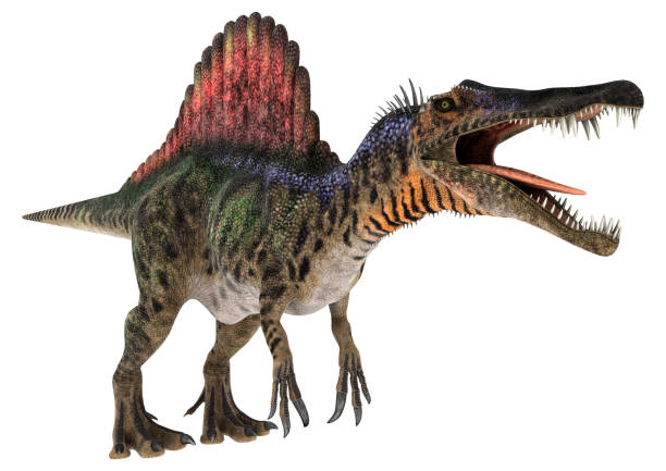 白の 3 d レンダリング恐竜スピノサウルス - paleobiology ストックフォトと画像