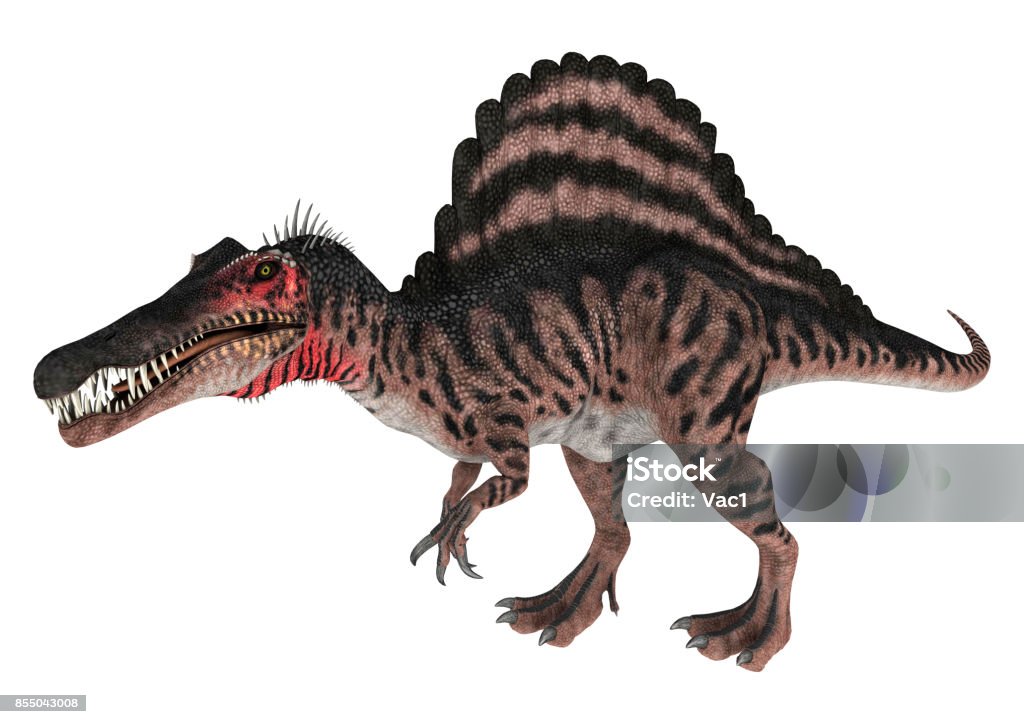 3D rendering dinosaur Spinosaurus on white 3D digital render of a Cretaceous dinosaur Spinosaurus or spiny lizard isolated on white background Spinosaurus Stock Photo