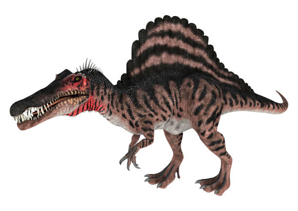 3D rendering dinosaur Spinosaurus on white 3D digital render of a Cretaceous dinosaur Spinosaurus or spiny lizard isolated on white background spinosaurus stock pictures, royalty-free photos & images