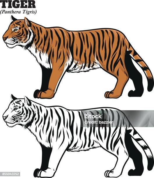 Ilustración de Dibujo Estilo Del Tigre De La Mano y más Vectores Libres de  Derechos de Tigre real de Sumatra - Tigre real de Sumatra, Dibujo, Tigre -  iStock