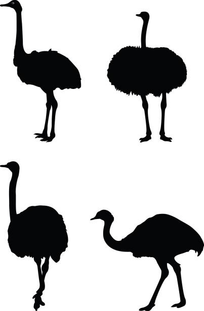 Ostrich silhouette vector illustration of ostrich silhouette ostrich silhouette stock illustrations