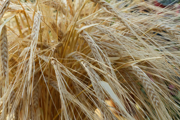 istock Golden ears of wheat. 855045824