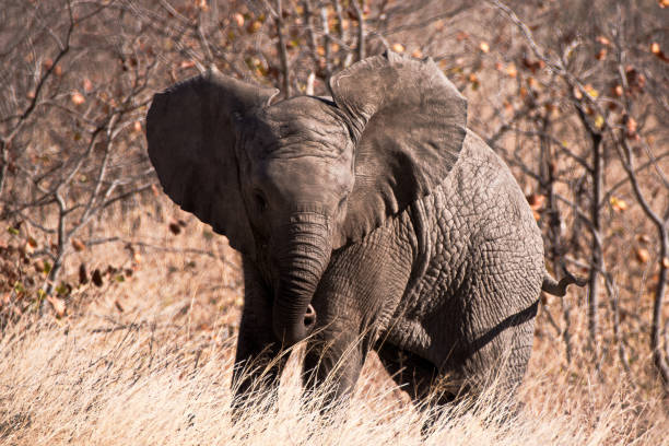 istock A very young African elephant calf trying to make a statement with a display of aggression 855046960