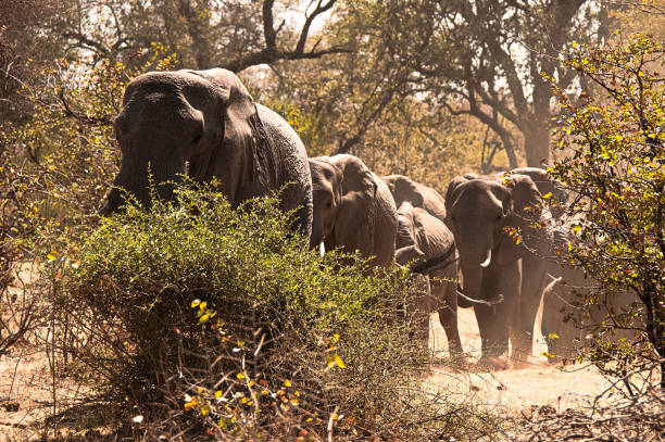 istock African elephant breeding herd approaching a waterhole for a late afternoon drink. 855047008