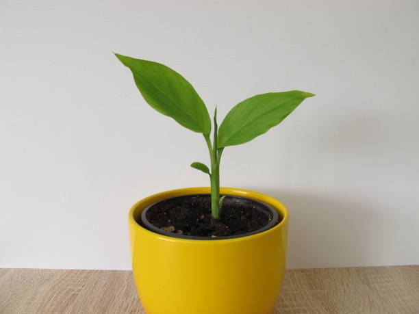 istock Turmeric plant in flower pot 855049738