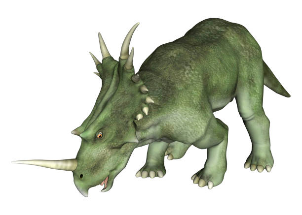 renderowanie 3d dinozaura styracosaurus na białym - primitive times zdjęcia i obrazy z banku zdjęć