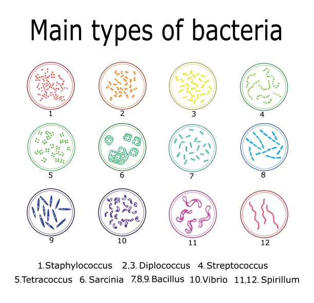 die wichtigsten arten von bakterien - coccus stock-grafiken, -clipart, -cartoons und -symbole