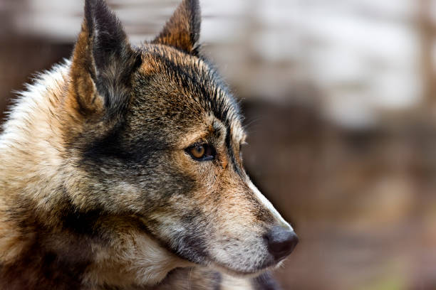 istock The head of dog (Husky) 855053744