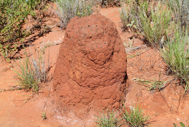 Australia, Zoology, Termite mound in Australia termite mound stock pictures, royalty-free photos & images