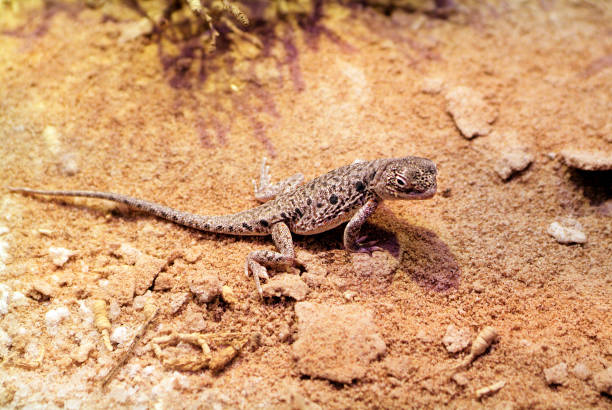 istock Australia, Zoology, Reptile 855055216