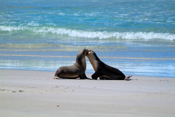 istock Australia, SA, Kangaroo Island, 855055254