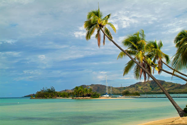 Coconut palm, water and sky