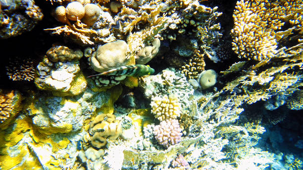 istock Tropical fish and colorful coral reef underwater 855055956